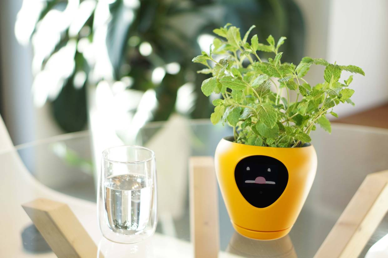 Smart Vase Market is Set to Witness Steady Growth in 2031 | FMI - FMIBlog