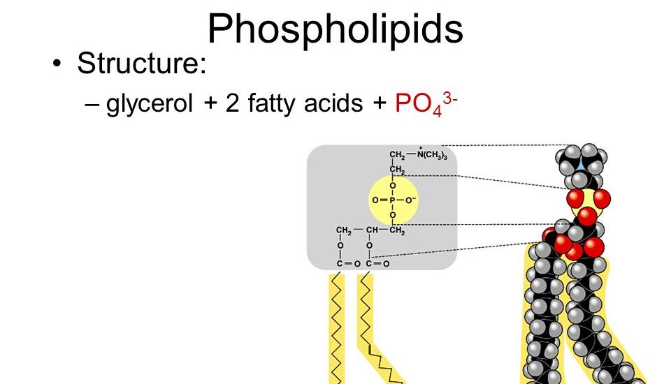 Phospholipids Market