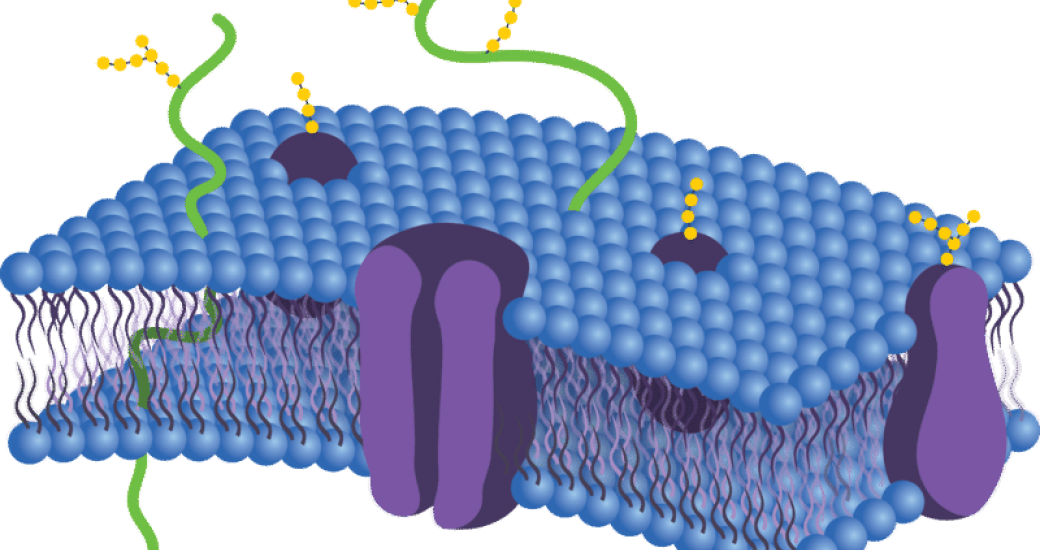 Medical Membrane Market