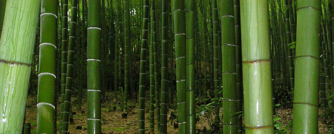 Bamboos Market