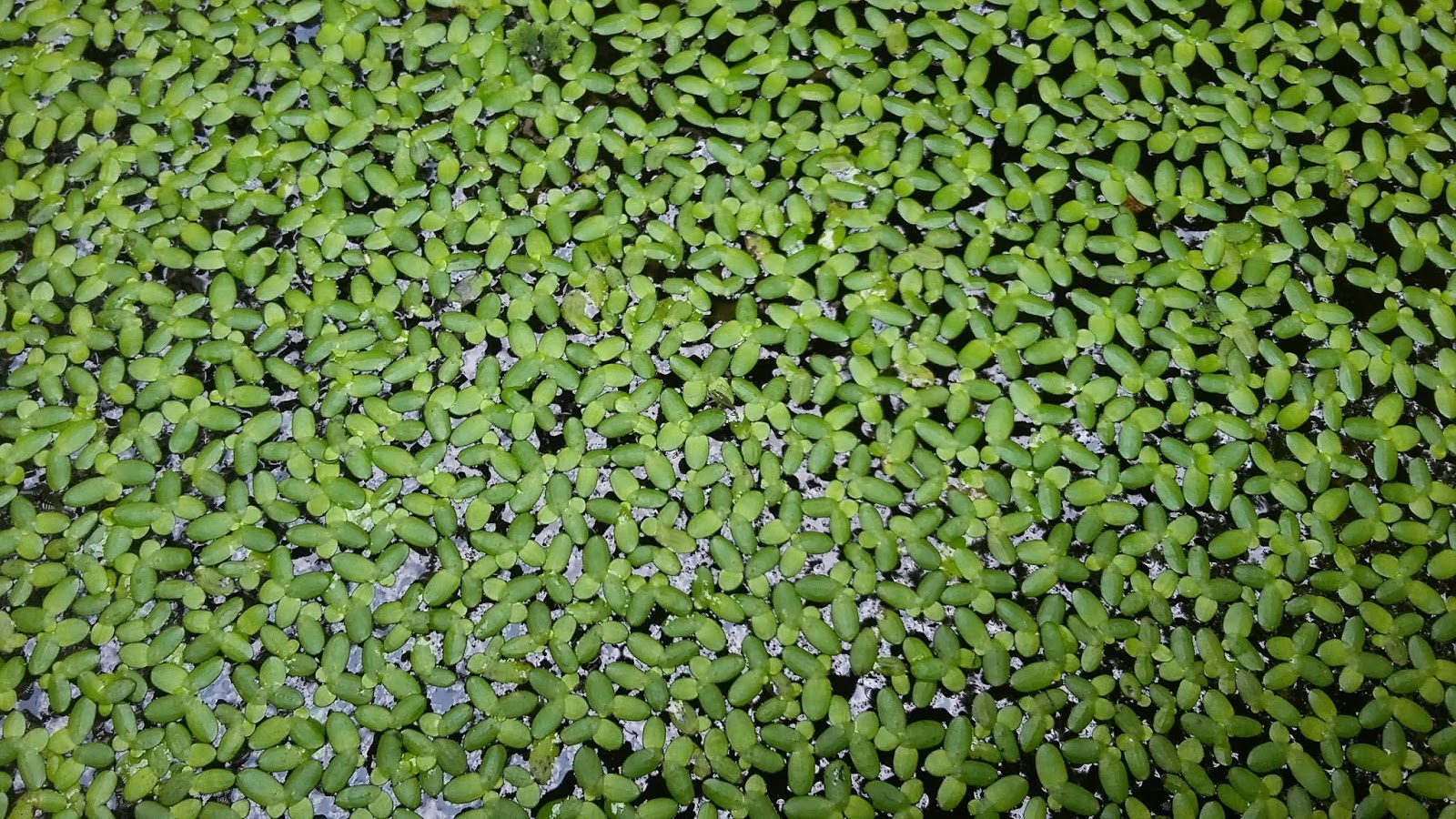 Duckweed Market Soars: Anticipated Growth of US$ 188.2 Million with a ...