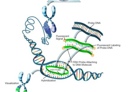 In Situ Hybridization Market