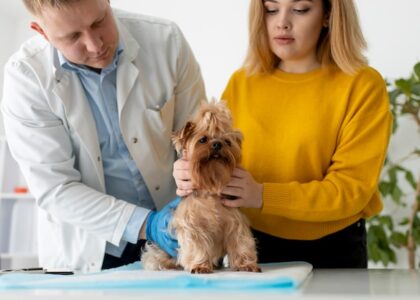 Pet Cancer Therapeutics Market