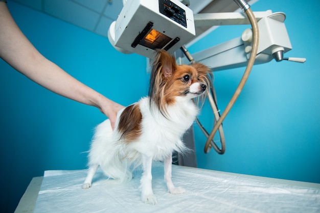 Veterinary Lasers Market