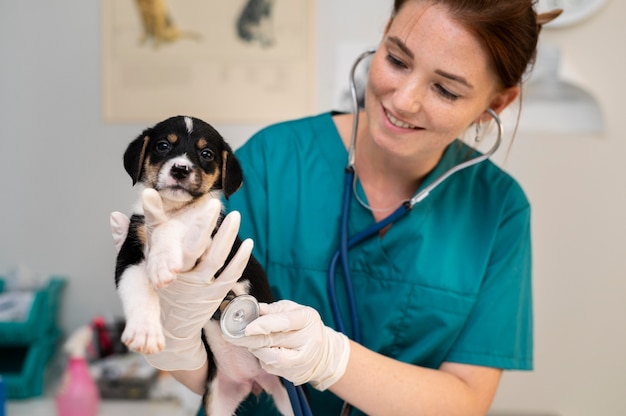 Veterinary Rehabilitation Services Market