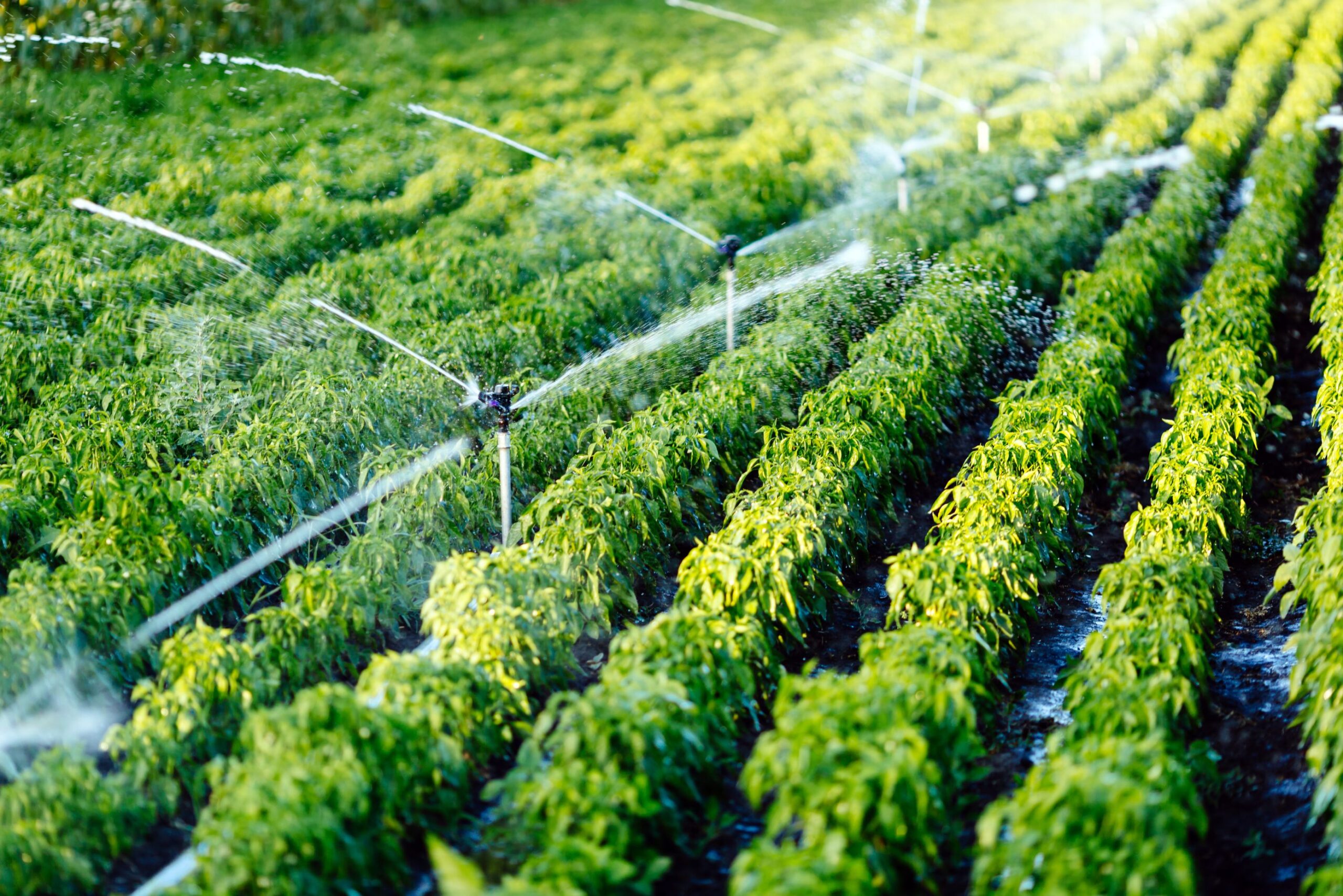 Unveiling The Future: Micro Irrigation Systems Market Poised For ...