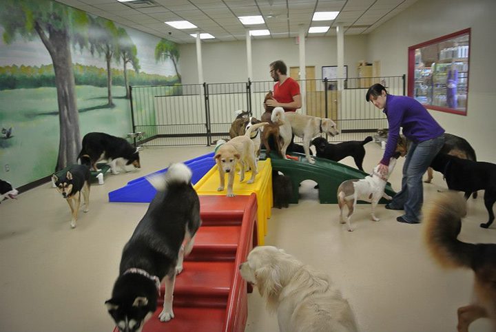 Pet Daycare Market