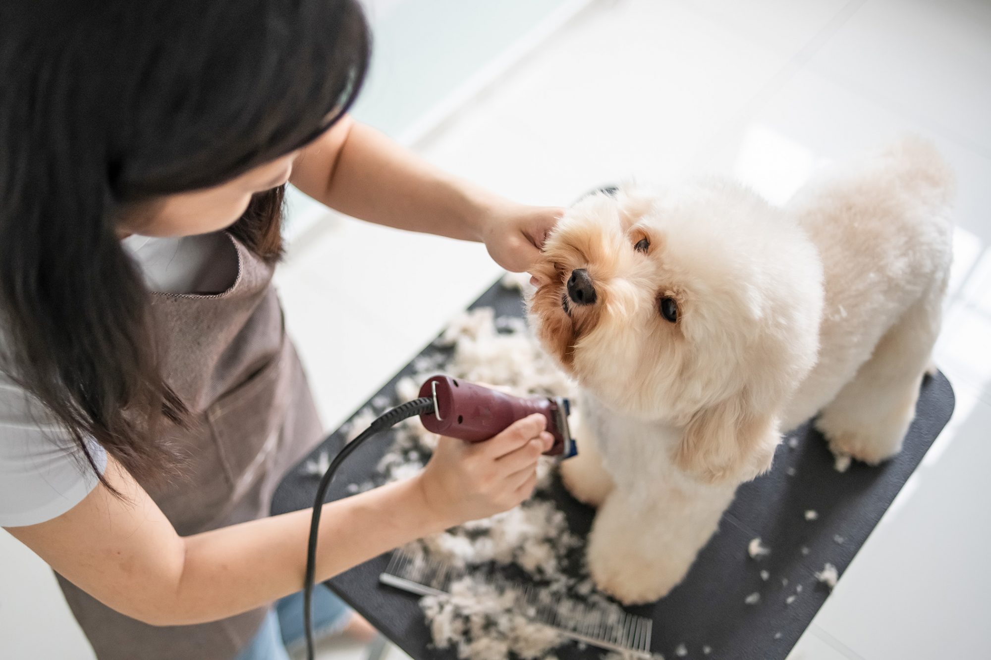 UK Pet Grooming Market to Hit USD 960.4 Million by 2033 Report By FMI