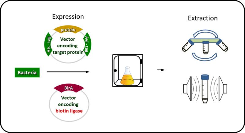 Protein Expression Technology Market