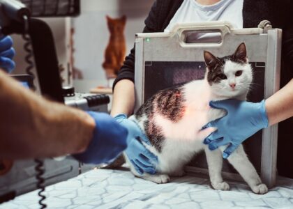 Veterinary Lasers Market