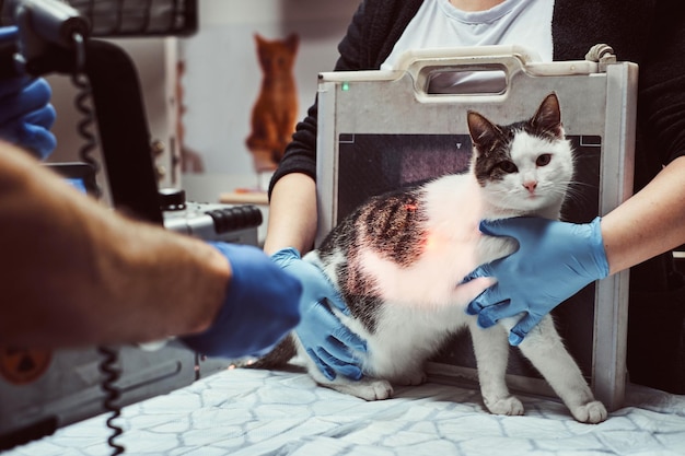 Veterinary Lasers Market