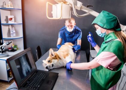 Veterinary Orthopedics Market