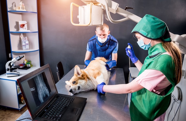 Veterinary Orthopedics Market