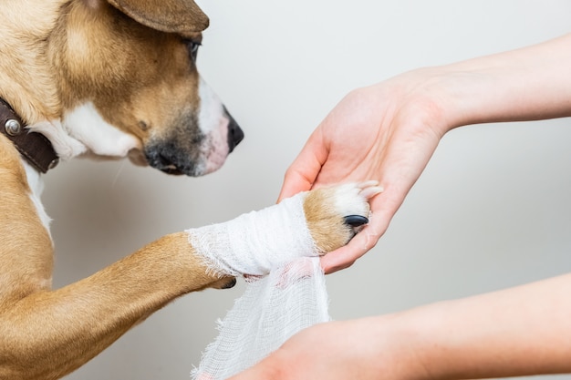 Veterinary Wound Cleansers Market