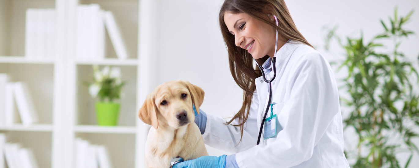 Animal Wound Care Market