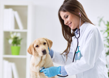 Animal Wound Care Market