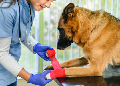 Compression Veterinary Bandages Market