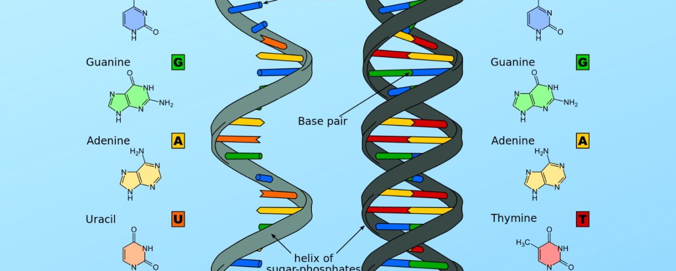 DNA/RNA Extraction Market