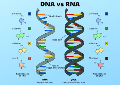 DNA/RNA Extraction Market