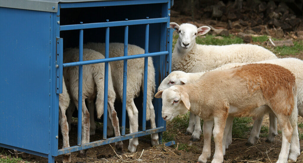 Goat Creep Feeder Market