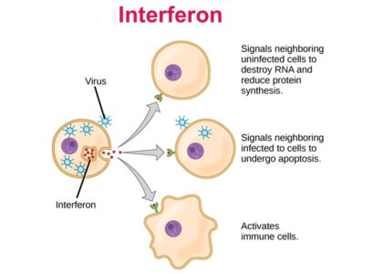 Interferons Market