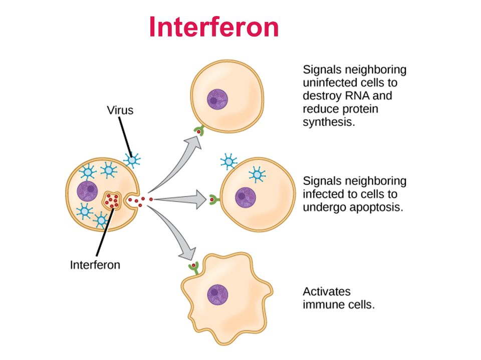 Interferons Market