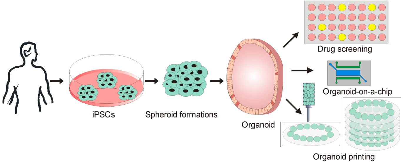 Organoids Market