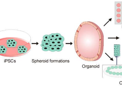 Organoids Market