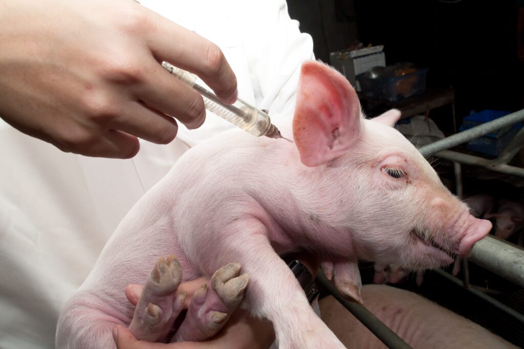 Swine Vaccine Market