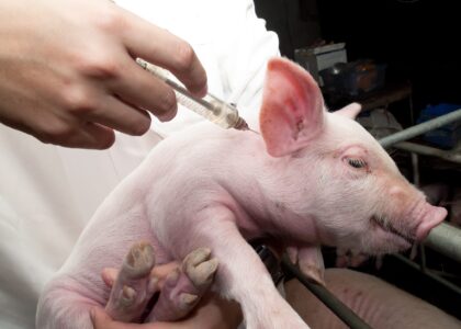 Swine Vaccine Market