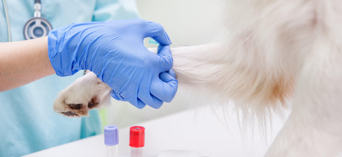 Veterinary Molecular Diagnostics Market