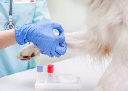 Veterinary Molecular Diagnostics Market