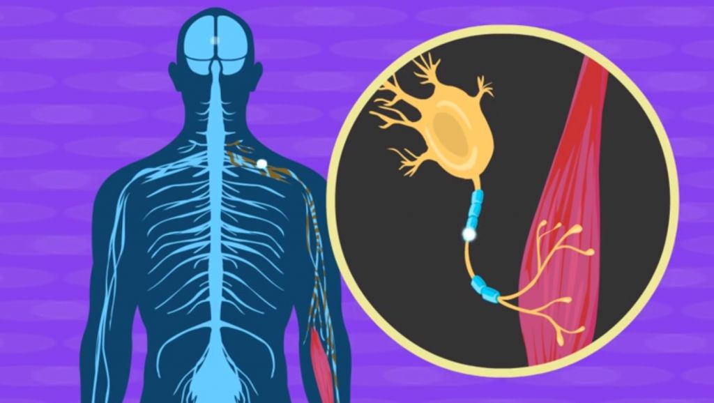 Amyotrophic Lateral Sclerosis Market