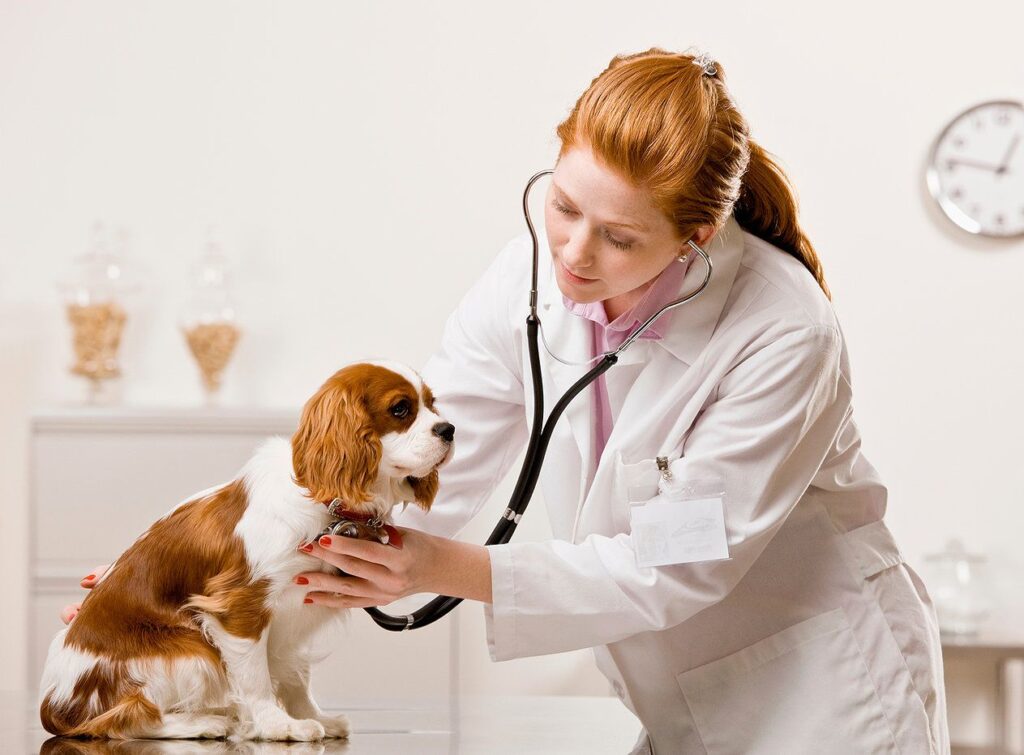 Animal Wound Care Market