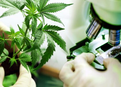 Automated Cannabis Testing Market