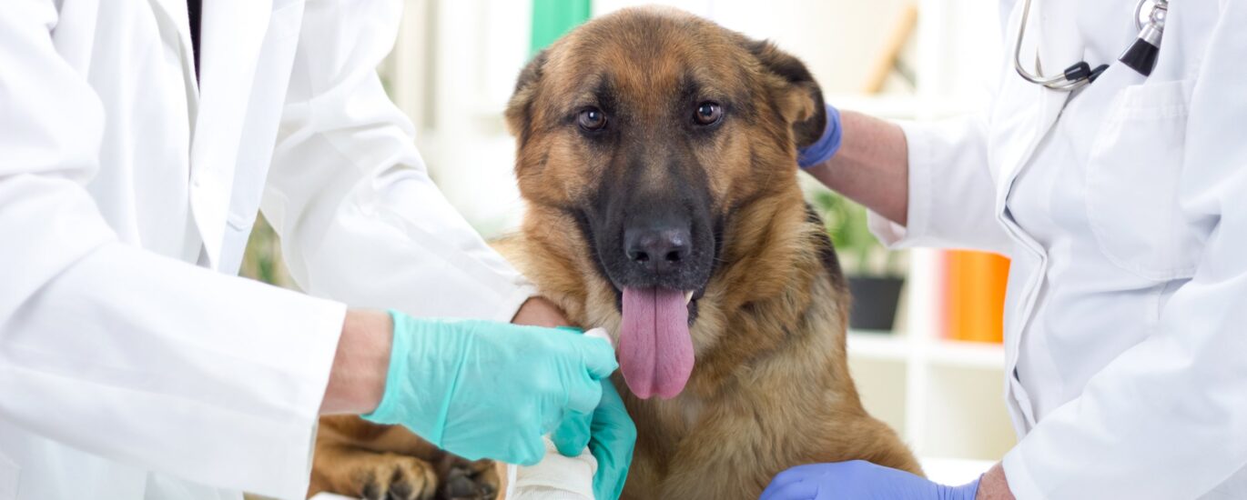 Canine Flu Therapeutics Industry