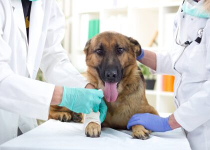 Canine Flu Therapeutics Industry