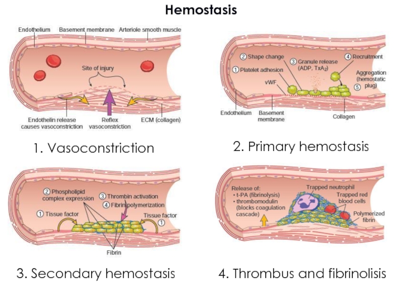 Hemostasis Testing Systems Market