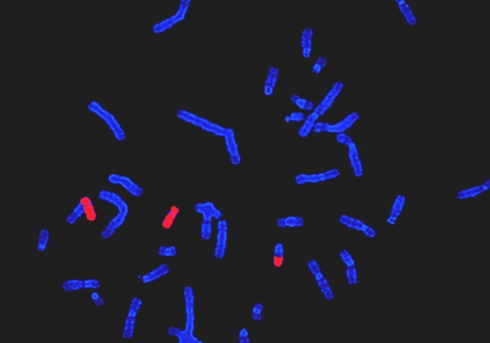 In Situ Hybridization Market