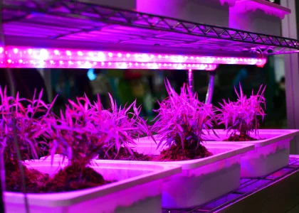 LED Grow Lights Market