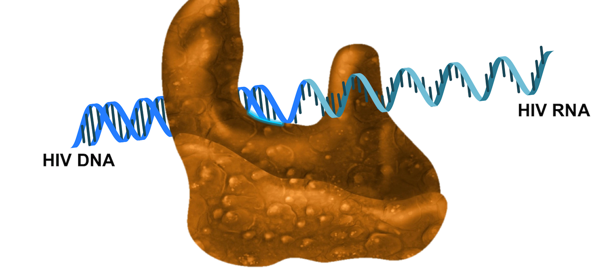 Reverse Transcriptase Enzymes Market