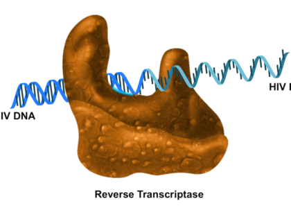 Reverse Transcriptase Enzymes Market