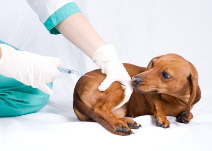 Veterinary Disinfectant for Pets and Farms Market