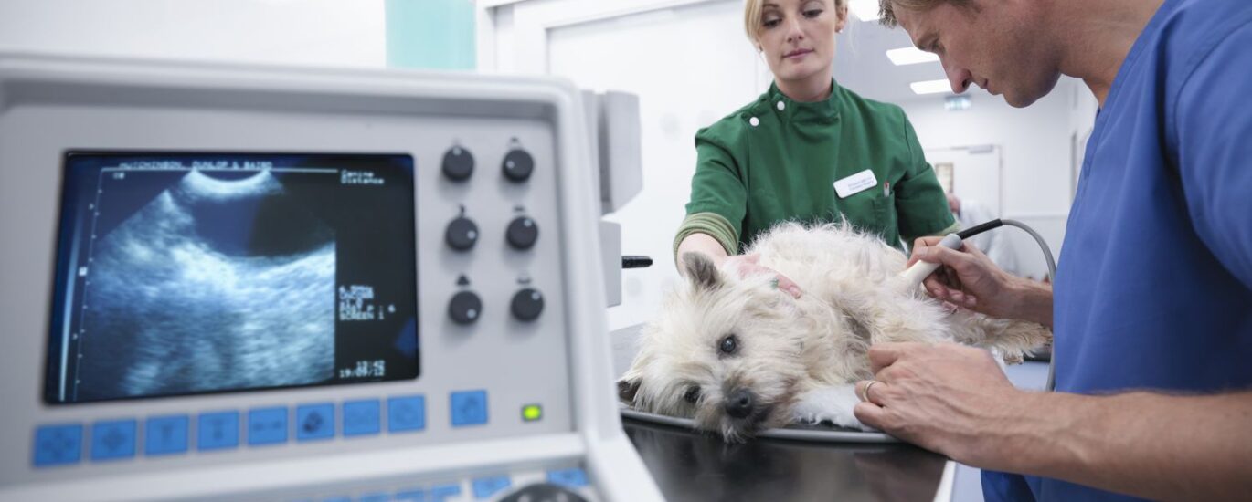 Veterinary Electrosurgery Industry