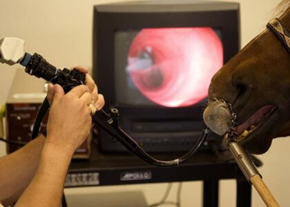 Veterinary Video Endoscopy Market