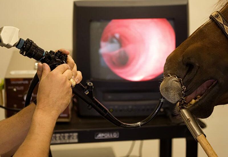 Veterinary Video Endoscopy Market