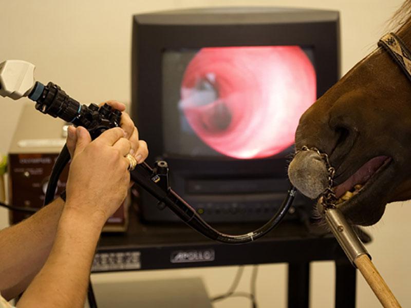 Veterinary Video Endoscopy Market