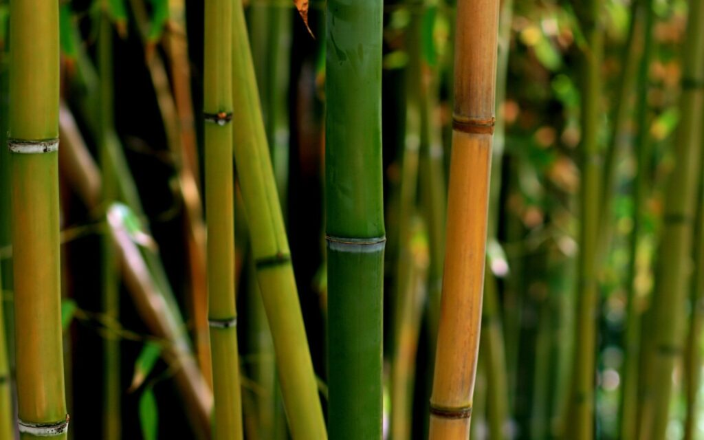 Bamboos Industry