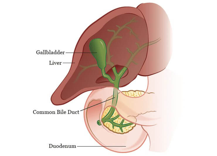 Biliary Tract Cancer (BTCs) Treatment Industry