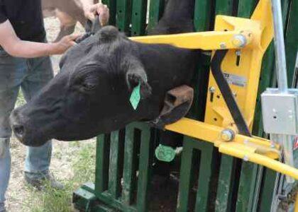 Cattle Head Catch Market